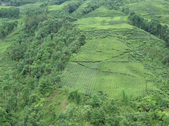 Tea Estate in Darjeeling